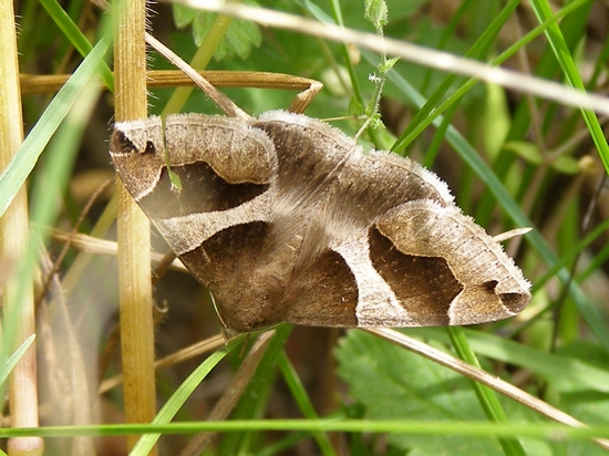 Dysgonia algira (Noctuidae)